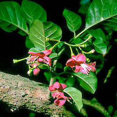 In cultivation.<br>Photographer: John E. Braggins, Licence: All rights reserved.
