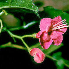 In cultivation.<br>Photographer: John E. Braggins, Licence: All rights reserved.