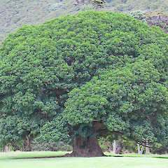 Stony Bay, Coromandel.<br>Photographer: Mike Thorsen, Date taken: 29/03/2013, Licence: All rights reserved.
