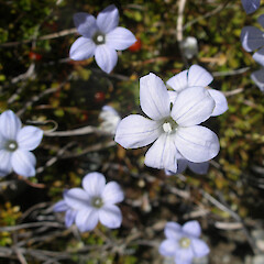 Wahlenbergia albomarginata subsp. decora