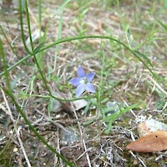 Wahlenbergia violacea