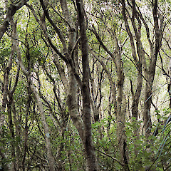 Stokes Valley, Lower Hutt.<br>Photographer: Jeremy R. Rolfe, Date taken: 10/08/2002, Licence: <a target='_blank' href='https://creativecommons.org/licenses/by/4.0'>CC BY</a>.