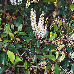 Stokes Valley, Lower Hutt.<br>Photographer: Jeremy R. Rolfe, Date taken: 14/11/2003, Licence: <a target='_blank' href='https://creativecommons.org/licenses/by/4.0'>CC BY</a>.