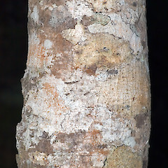 Stokes Valley, Lower Hutt.<br>Photographer: Jeremy R. Rolfe, Date taken: 08/07/2006, Licence: <a target='_blank' href='https://creativecommons.org/licenses/by/4.0'>CC BY</a>.