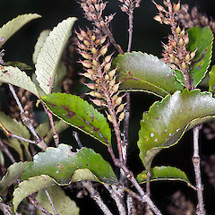 Fruit. Stokes Valley, Lower Hutt.<br>Photographer: Jeremy R. Rolfe, Date taken: 15/04/2011, Licence: <a target='_blank' href='https://creativecommons.org/licenses/by/4.0'>CC BY</a>.