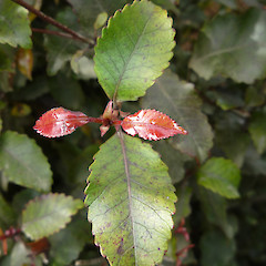 Progress Valley, Catlins (leaf detail).<br>Photographer: Jesse Bythell, Licence: <a target='_blank' href='https://creativecommons.org/licenses/by-nc/4.0'>CC BY-NC</a>.