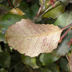Progress Valley, Catlins (leaf detail).<br>Photographer: Jesse Bythell, Licence: <a target='_blank' href='https://creativecommons.org/licenses/by-nc/4.0'>CC BY-NC</a>.