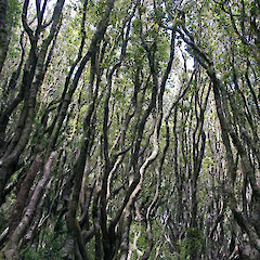 Tararua Range.<br>Photographer: Jeremy R. Rolfe, Date taken: 23/02/2008, Licence: <a target='_blank' href='https://creativecommons.org/licenses/by/4.0'>CC BY</a>.