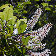Tararua Forest Park.<br>Photographer: Jeremy R. Rolfe, Date taken: 23/12/2007, Licence: <a target='_blank' href='https://creativecommons.org/licenses/by/4.0'>CC BY</a>.