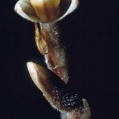 Danhatchia australis