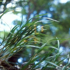 Earina aestivalis in flower.<br>Photographer: Bec Stanley, Licence: <a target='_blank' href='https://creativecommons.org/licenses/by-sa/4.0'>CC BY-SA</a>.