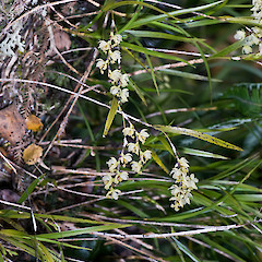 Tararua Forest Park.<br>Photographer: Jeremy R. Rolfe, Date taken: 29/12/2007, Licence: <a target='_blank' href='https://creativecommons.org/licenses/by/4.0'>CC BY</a>.