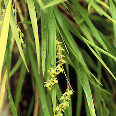 Orongorongo River, Wellington.<br>Photographer: Gillian M. Crowcroft, Licence: All rights reserved.