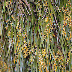 Manawatu Gorge. Jan 2011.<br>Photographer: Colin C. Ogle, Licence: <a target='_blank' href='https://creativecommons.org/licenses/by-nc/4.0'>CC BY-NC</a>.