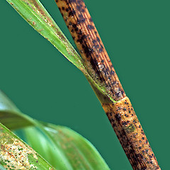 Heavily blotched stems are diagnostic. Manawatu Gorge. Jan 2011.<br>Photographer: Colin C. Ogle, Licence: <a target='_blank' href='https://creativecommons.org/licenses/by-nc/4.0'>CC BY-NC</a>.