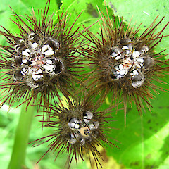 Fruits, Auckland.<br>Photographer: John Barkla, Licence: <a target='_blank' href='https://creativecommons.org/licenses/by/4.0'>CC BY</a>.