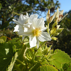 Awhitu Regional Park, Auckland.<br>Photographer: John Sawyer, Licence: <a target='_blank' href='https://creativecommons.org/licenses/by-nc/4.0'>CC BY-NC</a>.