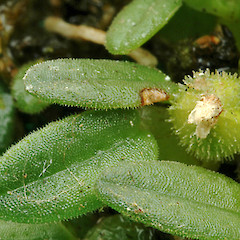 Spent flower and leaves. Bushy Park, Whanganui. Apr 2012.<br>Photographer: Colin C. Ogle, Licence: <a target='_blank' href='https://creativecommons.org/licenses/by-nc/4.0'>CC BY-NC</a>.