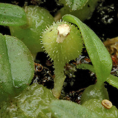 Spent flower and leaves. Bushy Park, Whanganui. Apr 2012.<br>Photographer: Colin C. Ogle, Licence: <a target='_blank' href='https://creativecommons.org/licenses/by-nc/4.0'>CC BY-NC</a>.