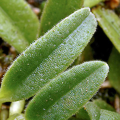 Leaves. Bushy Park, Whanganui. Apr 2012.<br>Photographer: Colin C. Ogle, Licence: <a target='_blank' href='https://creativecommons.org/licenses/by-nc/4.0'>CC BY-NC</a>.