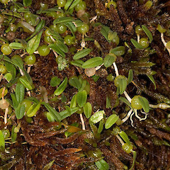 Bulbophyllum pygmaeum.<br>Photographer: Mike Thorsen, Licence: All rights reserved.
