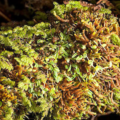Bulbophyllum pygmaeum.<br>Photographer: Mike Thorsen, Licence: All rights reserved.