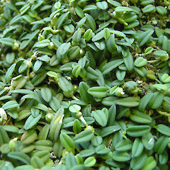Bulbophyllum pygmaeum growing in New Plymouth, Taranaki.<br>Photographer: John Sawyer, Date taken: 01/02/2013, Licence: <a target='_blank' href='https://creativecommons.org/licenses/by-nc/4.0'>CC BY-NC</a>.