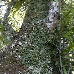 Bulbophyllum pygmaeum growing in New Plymouth, Taranaki.<br>Photographer: John Sawyer, Date taken: 01/02/2013, Licence: <a target='_blank' href='https://creativecommons.org/licenses/by-nc/4.0'>CC BY-NC</a>.