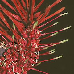 Manurewa.<br>Photographer: Gillian M. Crowcroft, Licence: All rights reserved.