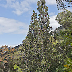 Eastern Remutaka Range.<br>Photographer: Jeremy R. Rolfe, Date taken: 09/10/2011, Licence: <a target='_blank' href='https://creativecommons.org/licenses/by/4.0'>CC BY</a>.