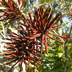 Awhitu Regional Park, Auckland region.<br>Photographer: John Sawyer, Licence: <a target='_blank' href='https://creativecommons.org/licenses/by-nc/4.0'>CC BY-NC</a>.
