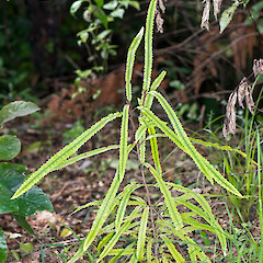 Seedling. Western Hutt hills.<br>Photographer: Jeremy R. Rolfe, Date taken: 24/08/2013, Licence: <a target='_blank' href='https://creativecommons.org/licenses/by/4.0'>CC BY</a>.