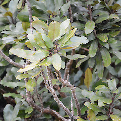 Mt Karioi, south of Raglan.<br>Photographer: John Sawyer, Date taken: 01/07/2013, Licence: <a target='_blank' href='https://creativecommons.org/licenses/by-nc/4.0'>CC BY-NC</a>.