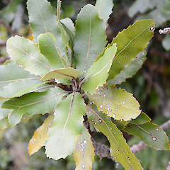 Mt Karioi, south of Raglan.<br>Photographer: John Sawyer, Date taken: 01/07/2013, Licence: <a target='_blank' href='https://creativecommons.org/licenses/by-nc/4.0'>CC BY-NC</a>.