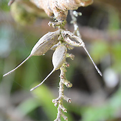 Mt Karioi, south of Raglan.<br>Photographer: John Sawyer, Date taken: 01/07/2013, Licence: <a target='_blank' href='https://creativecommons.org/licenses/by-nc/4.0'>CC BY-NC</a>.