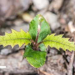 Seedling, with cotyledon leaves. Upper Hutt.<br>Photographer: Jeremy R. Rolfe, Date taken: 20/12/2013, Licence: <a target='_blank' href='https://creativecommons.org/licenses/by/4.0'>CC BY</a>.