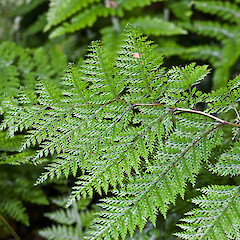Mangatainoka River, Tararua Range. Jan 2008.<br>Photographer: Jeremy R. Rolfe, Date taken: 02/01/2008, Licence: <a target='_blank' href='https://creativecommons.org/licenses/by/4.0'>CC BY</a>. <a class='member-message' href='/nzpcn/why-join-nzpcn/' target='_blank'>Members can view a larger version of this image.</a>