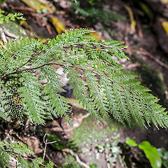 Wellington, Wrights Hill Reserve.<br>Photographer: Jeremy R. Rolfe, Date taken: 22/10/2012, Licence: <a target='_blank' href='https://creativecommons.org/licenses/by/4.0'>CC BY</a>. <a class='member-message' href='/nzpcn/why-join-nzpcn/' target='_blank'>Members can view a larger version of this image.</a>