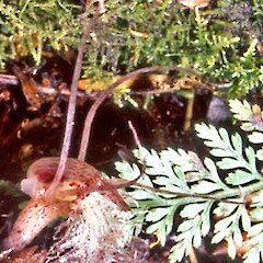 Corybas cryptanthus