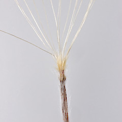 Cypsela. In cultivation.<br>Photographer: Jeremy R. Rolfe, Date taken: 05/02/2007, Licence: <a target='_blank' href='https://creativecommons.org/licenses/by/4.0'>CC BY</a>.