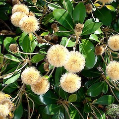 Pachystegia insignis - seed heads.<br>Photographer: Peter J de Lange, Licence: <a target='_blank' href='https://creativecommons.org/licenses/by-nc/4.0'>CC BY-NC</a>.