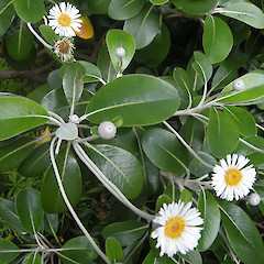 Marlborough Sounds.<br>Photographer: John Sawyer, Licence: <a target='_blank' href='https://creativecommons.org/licenses/by-nc/4.0'>CC BY-NC</a>.