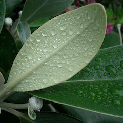 In cultivation.<br>Photographer: Jesse Bythell, Licence: <a target='_blank' href='https://creativecommons.org/licenses/by-nc/4.0'>CC BY-NC</a>.