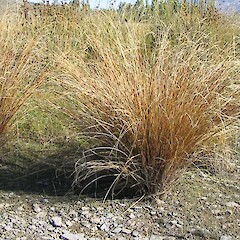 Carex buchananii.<br>Photographer: John Barkla, Licence: <a target='_blank' href='https://creativecommons.org/licenses/by/4.0'>CC BY</a>. <a class='member-message' href='/nzpcn/why-join-nzpcn/' target='_blank'>Members can view a larger version of this image.</a>