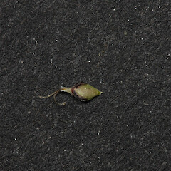 Utricle, Tasman Delta.<br>Photographer: Mike Thorsen, Licence: All rights reserved. <a class='member-message' href='/nzpcn/why-join-nzpcn/' target='_blank'>Members can view a larger version of this image.</a>