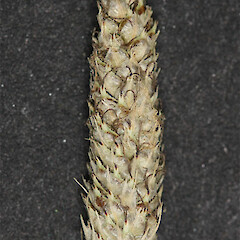 Spike, Tasman Delta.<br>Photographer: Mike Thorsen, Licence: All rights reserved. <a class='member-message' href='/nzpcn/why-join-nzpcn/' target='_blank'>Members can view a larger version of this image.</a>