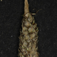 Spike tip, Tasman Delta.<br>Photographer: Mike Thorsen, Licence: All rights reserved. <a class='member-message' href='/nzpcn/why-join-nzpcn/' target='_blank'>Members can view a larger version of this image.</a>