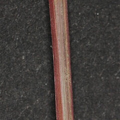 Leaf sheath, Tasman Delta.<br>Photographer: Mike Thorsen, Licence: All rights reserved. <a class='member-message' href='/nzpcn/why-join-nzpcn/' target='_blank'>Members can view a larger version of this image.</a>