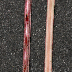 Adaxial (R) and abaxial (L) leaf surface.<br>Photographer: Mike Thorsen, Licence: All rights reserved. <a class='member-message' href='/nzpcn/why-join-nzpcn/' target='_blank'>Members can view a larger version of this image.</a>