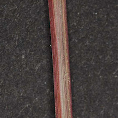 Leaf sheath. Tasman River delta, Mackenzie Basin.<br>Photographer: Mike Thorsen, Licence: All rights reserved.